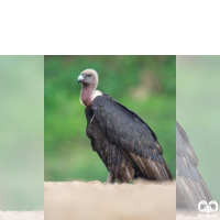 گونه دال پشت سفید White-rumped Vulture